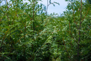 Thuja 'Green Giant' Tree: 15cm - 30cm (seedling)