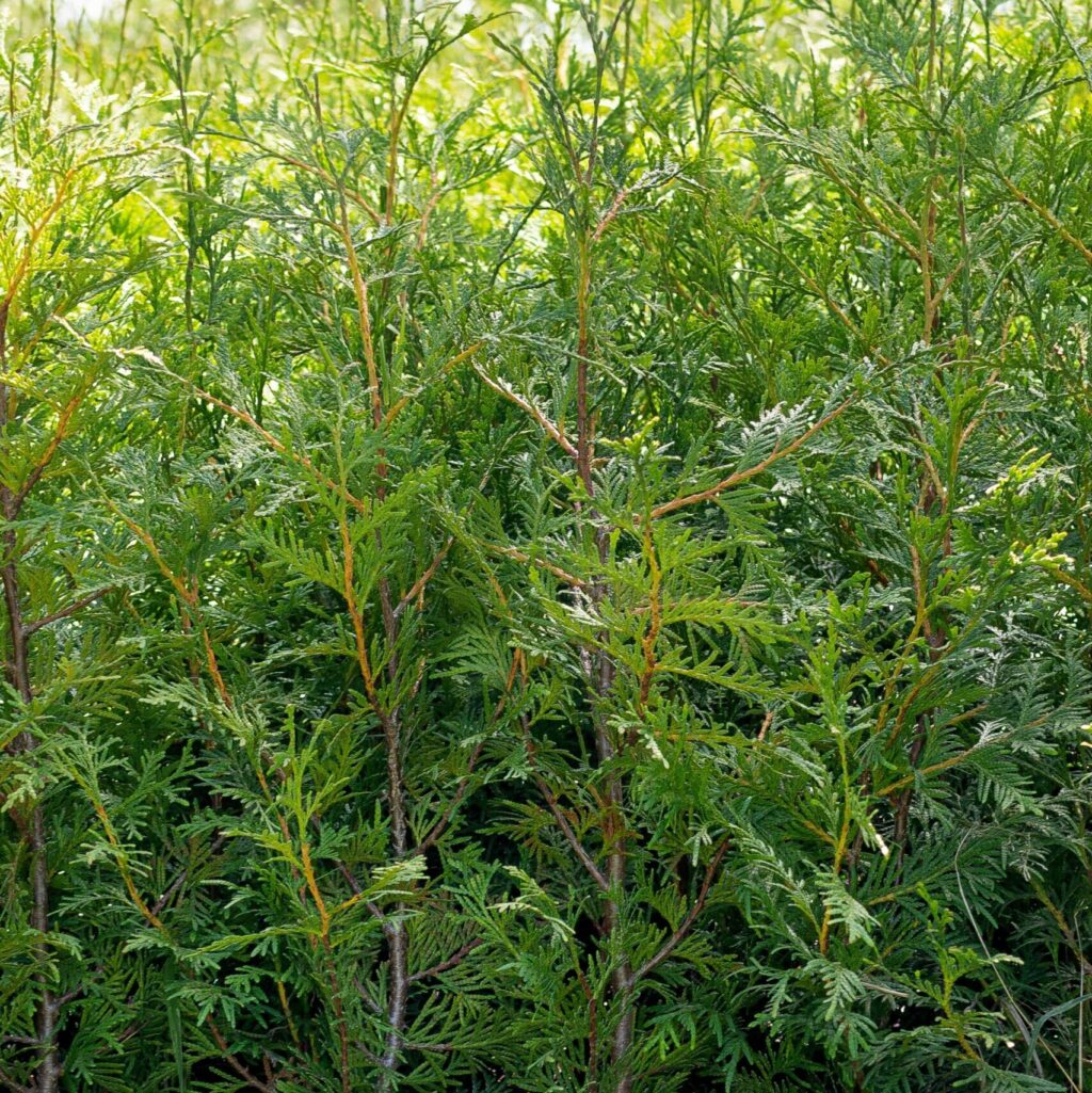 Thuja 'green Giant' Tree: 30cm - 60cm (1 Gallon) - Green Giant Ontario