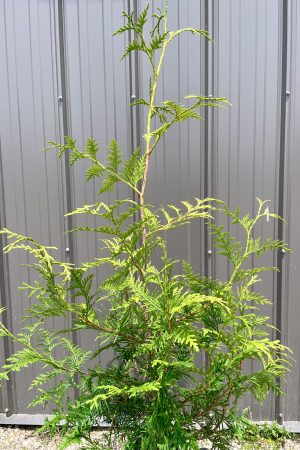 Thuja 'Green Giant' Tree: 75cm - 90cm (2 gallon)