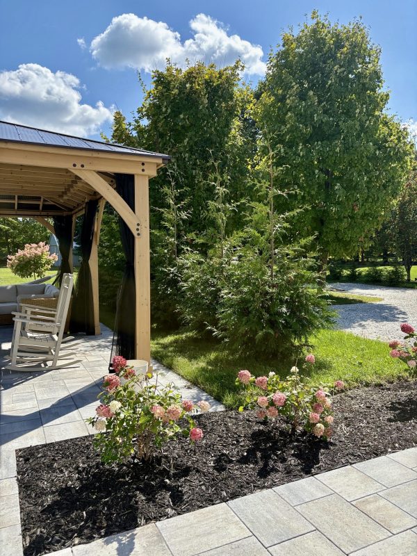 Thuja 'Green Giant' Tree: 120cm - 150cm (7 gallon) - Image 9