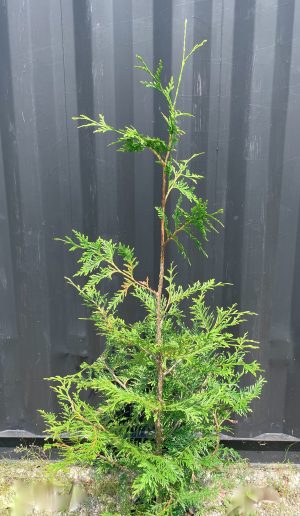 Thuja 'Green Giant' Tree: 150cm (3 gallon)