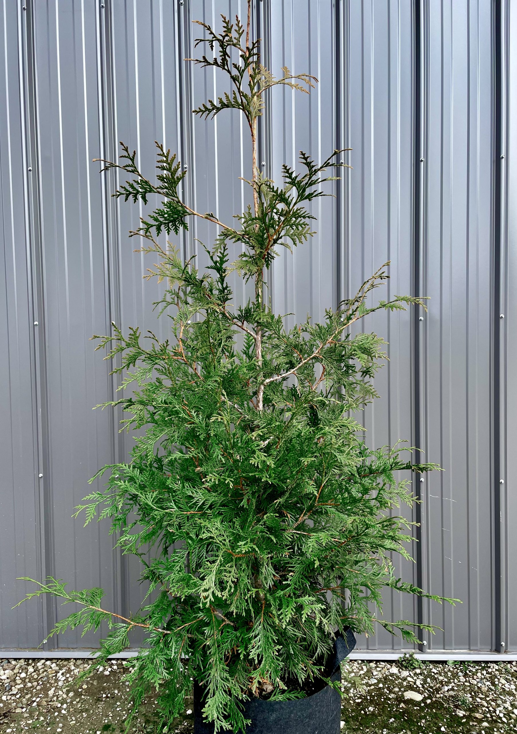 Thuja 'Green Giant' Tree: (180cm - 210cm )(7 gallon)